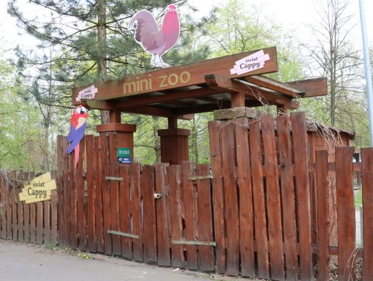 Mini zoo nieczynne. W Śląskim Ogrodzie Zoologicznym wyjaśniają swoją decyzję