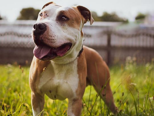 Młodzieżowa Rada Miasta wspiera chorzowskie schronisko