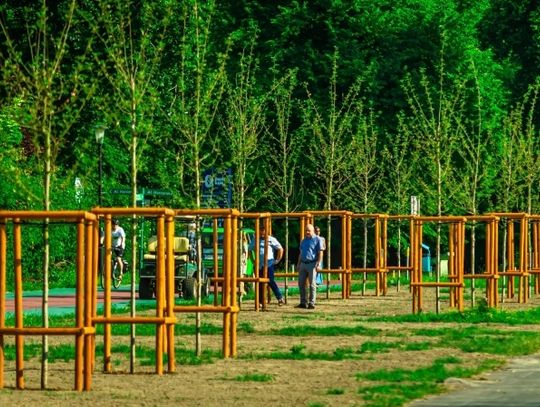 Na promenadzie Ziętka pojawiły się nowe drzewa