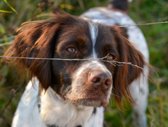 "Nakarm Psa z OLX" - pomóż podopiecznym Schroniska dla Bezdomnych Zwierząt w Chorzowie