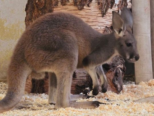 Narodziny nowego mieszkańca zoo w Chorzowie!