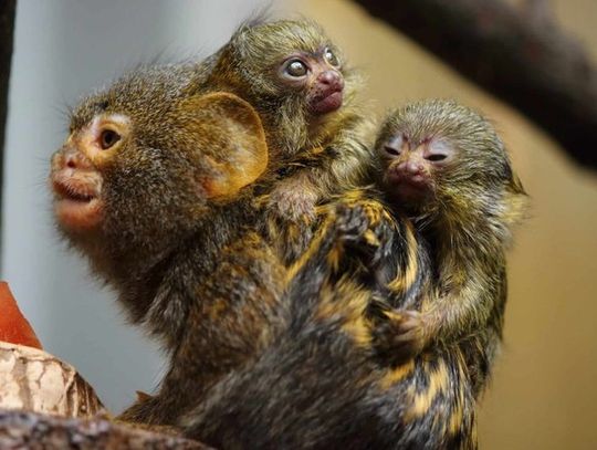 Narodziny pigmejek w chorzowskim zoo. W tym roku jest to już drugi przychówek tego gatunku