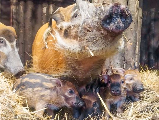 Narodziny świń rzecznych w chorzowskim zoo