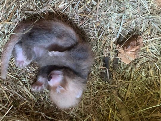 Narodziny w chorzowskim zoo. Na świat przyszła panda mała