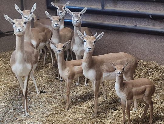 Narodziny w chorzowskim zoo. "To nie tylko powód do dumy, ale także istotny wkład w hodowlę tego gatunku"