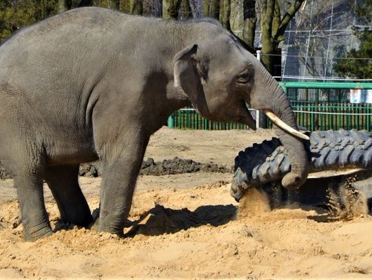 Nasze słonie w roli… wulkanizatorów