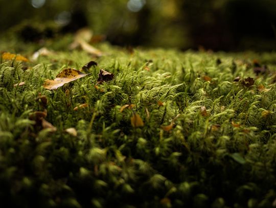 Naturalnie-niebanalnie. Nowe warsztaty w Skansenie