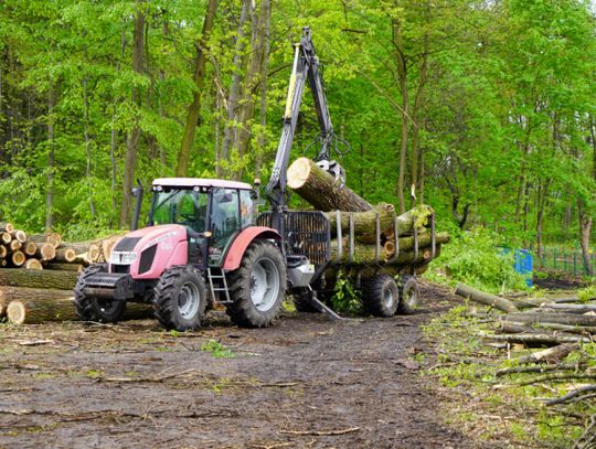 Nie milkną echa po wycince drzew. Park Śląski wydał oświadczenie