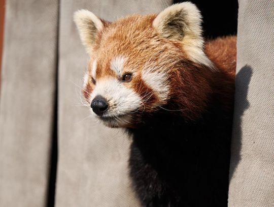 Nie żyje Ping. Śląskie ZOO pożegnało jednego z ulubieńców wszystkich odwiedzających