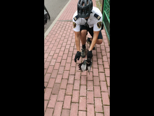 Niecodzienna akcja straży miejskiej. Uratowali uwięzioną srokę
