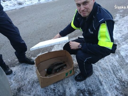 Niecodzienna interwencja...