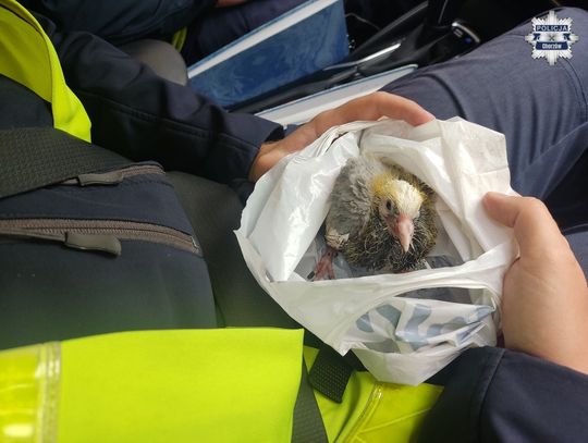 Nietypowa interwencja policji. "Nawet małe stworzenie może liczyć na bezpieczeństwo i opiekę"