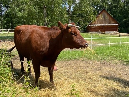 Nowa lokatorka przy Parkowej 25