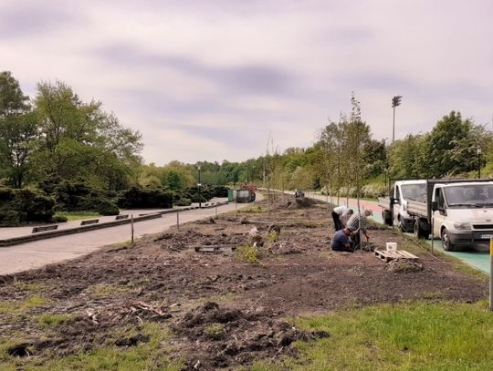 Nowe drzewa zastępują topole w Parku Śląskim