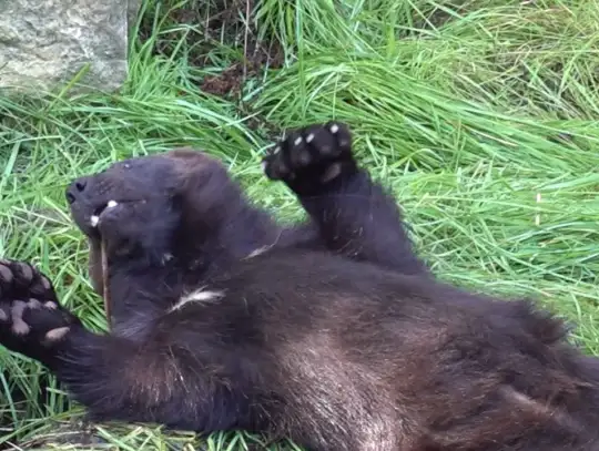 Nowe woliery dla rosomaków i rysi w Śląskim Ogrodzie Zoologicznym