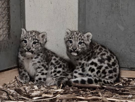 Nowe życie w śląskim zoo – urodziły się dwie pantery śnieżne!