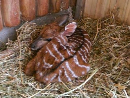 Nowi mieszkańcy chorzowskiego zoo