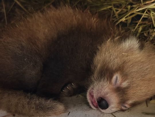 Nowi mieszkańcy chorzowskiego zoo!