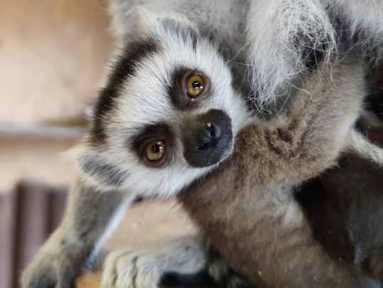 Nowi mieszkańcy śląskiego zoo. Na świat przyszły lemury katta