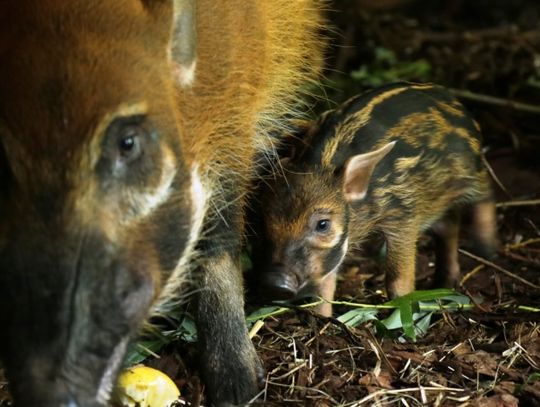 Nowi mieszkańcy śląskiego zoo. Na świat przyszły świnki rzeczne