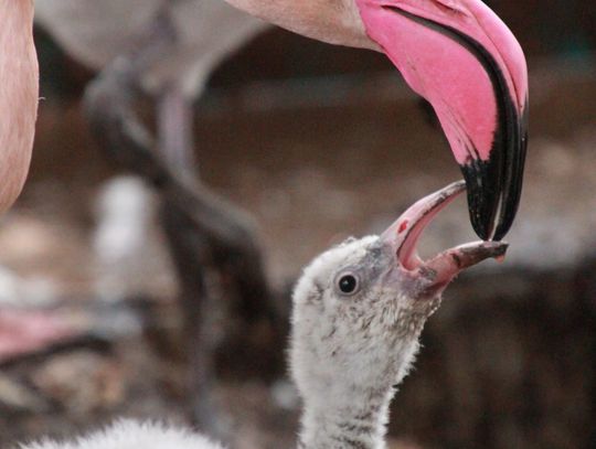 Nowi mieszkańcy w śląskim zoo – narodziny i przyjazdy z innych ogrodów Nowi mieszkańcy w śląskim zoo – narodziny i przyjazdy z innych ogrodów
