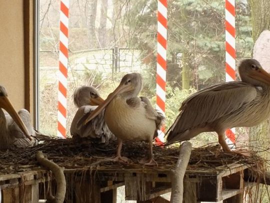Nowy budynek dla pelikanów małych