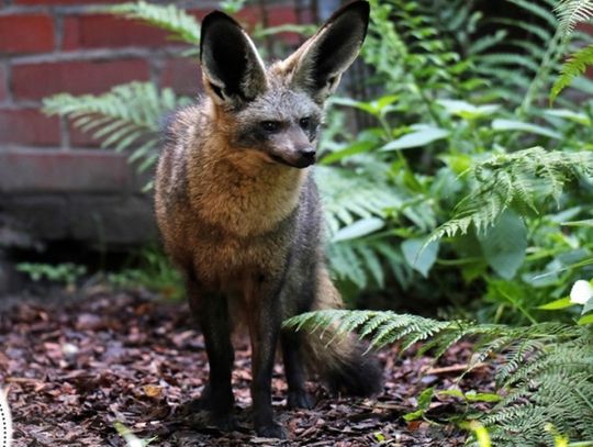 Nowy lokator w chorzowskim zoo