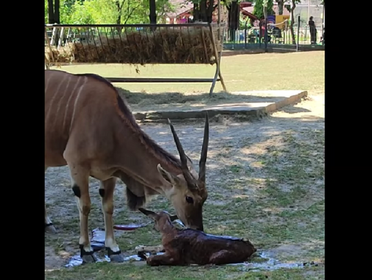 Nowy mieszkaniec chorzowskiego zoo. To przedstawiciel parzystokopytnych