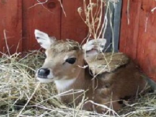 Nowy mieszkaniec Śląskiego Ogrodu Zoologicznego