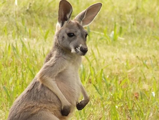 Nowy mieszkaniec śląskiego zoo. Jest nim niedawno urodzony kangur rudy