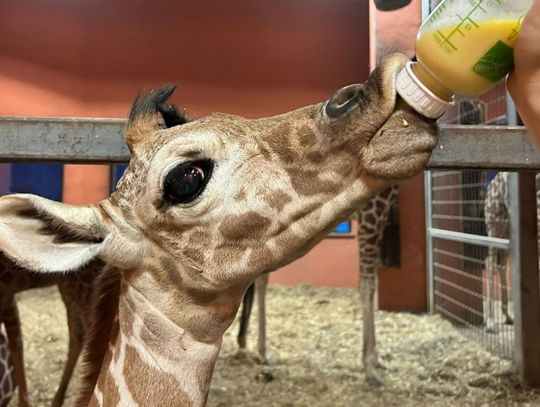 Nowy przychówek w chorzowskim zoo. To żyrafa o imieniu Lilo [ZDJĘCIA]