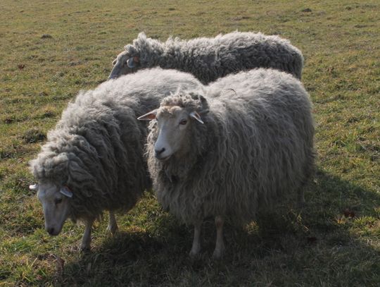 O zwierzętach z etnografem