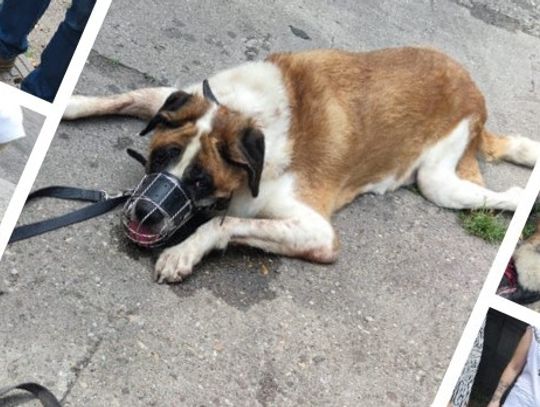 Oddał psa, bo... nie umiał podać zastrzyku