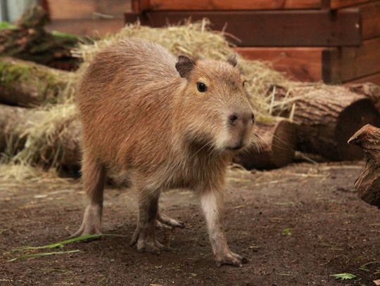 Odkryj tajemnice mokradeł w Śląskim ZOO! Wyjątkowe warsztaty edukacyjne dla najmłodszych