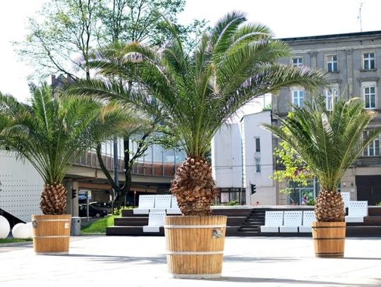 Palmy już w komplecie