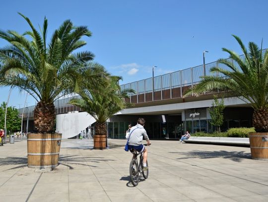 Palmy wróciły na chorzowski Rynek!