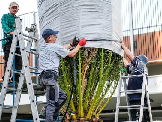 Palmy zniknęły z chorzowskiego rynku