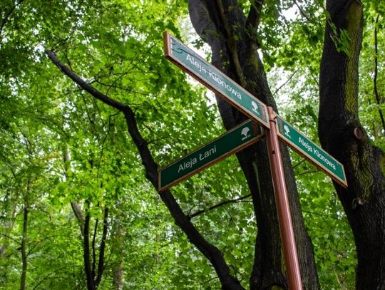 Park Śląski ogłasza kolejną inwestycję. Modernizacja al. Łani i parkingu