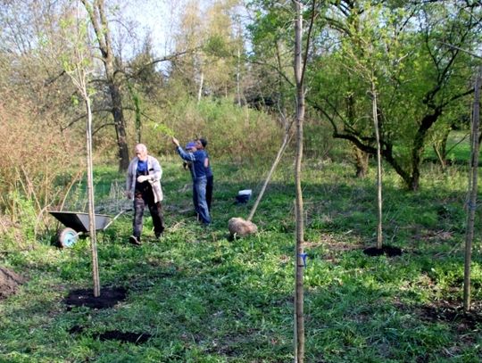 Park Śląski sadzi drzewa