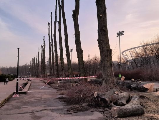 Park Śląski wyjaśnia powody wycinki prawie 100 drzew