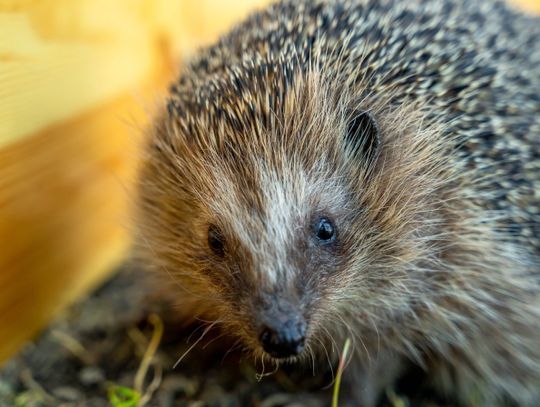 Park Śląski zyskał nowych mieszkańców. Wprowadziło się tam 12 jeży