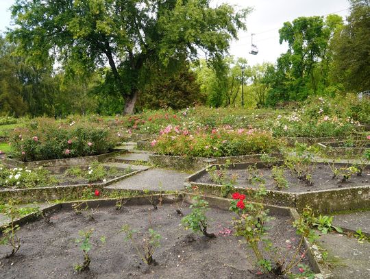 Parkowe Rosarium zostanie odnowione! Prace już ruszyły, a ich efekty poznamy za 12 miesięcy