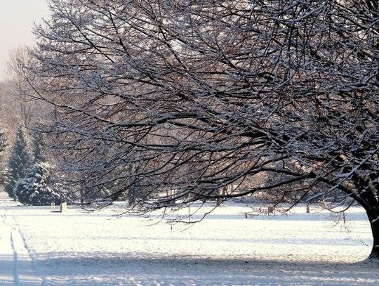 Parkowy przewodnik świąteczny
