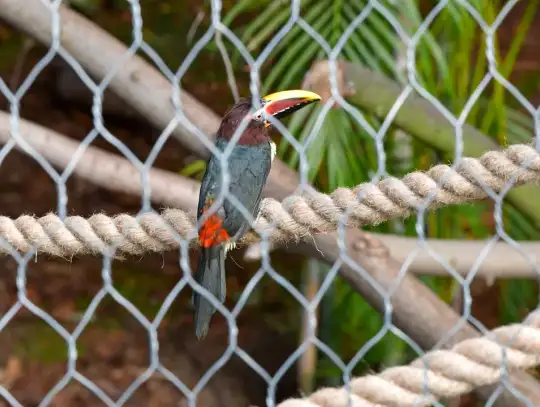 Pawilon Lasu Deszczowego w Śląskim Zoo już otwarty!