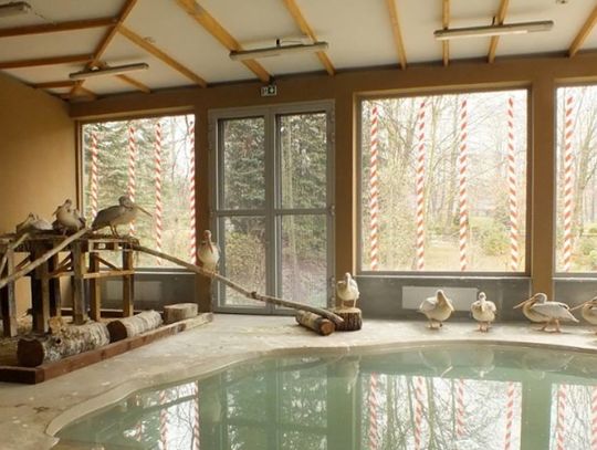 Pelikany mają willę z basenem