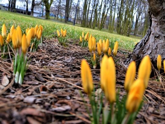 Pierwsze oznaki wiosny w Parku Śląskim