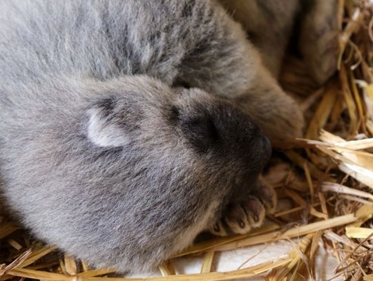Pierwsze w Polsce narodziny rosomaków tundrowych. Młode przyszły na świat w śląskim zoo