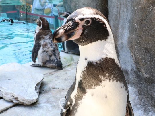 Pingwiny już na wybiegu