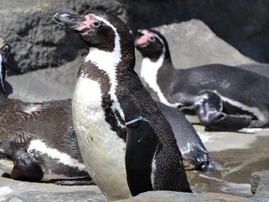 Pingwiny po raz pierwszy na wybiegu