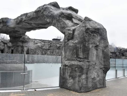 Pingwiny ponownie zamieszkają w chorzowskim zoo